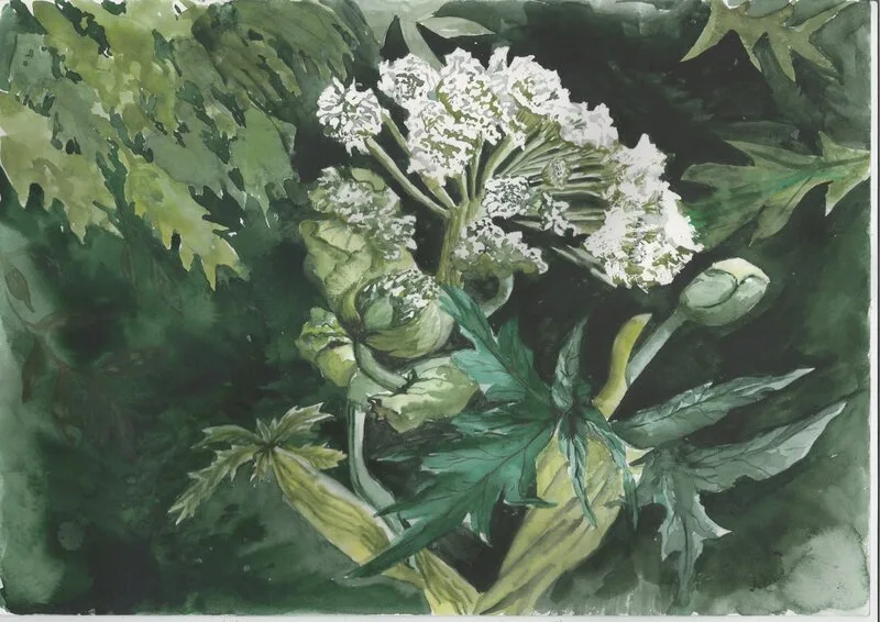 Akvarell Björnloka av Ragnhild Blomdahl