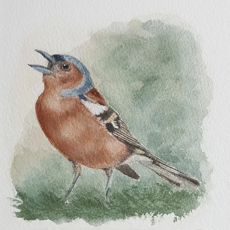 Akvarell Bofink av Tess Enarsson